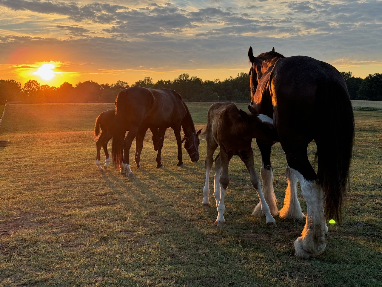 Mares and foals at sunset